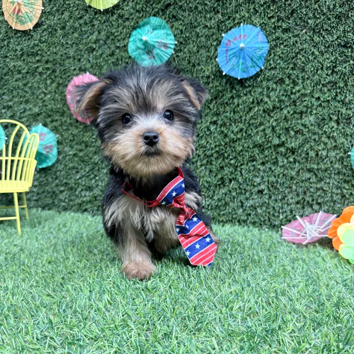 Male Yorkie puppy named Max for sale at Puppy Dreams - Carrollton.