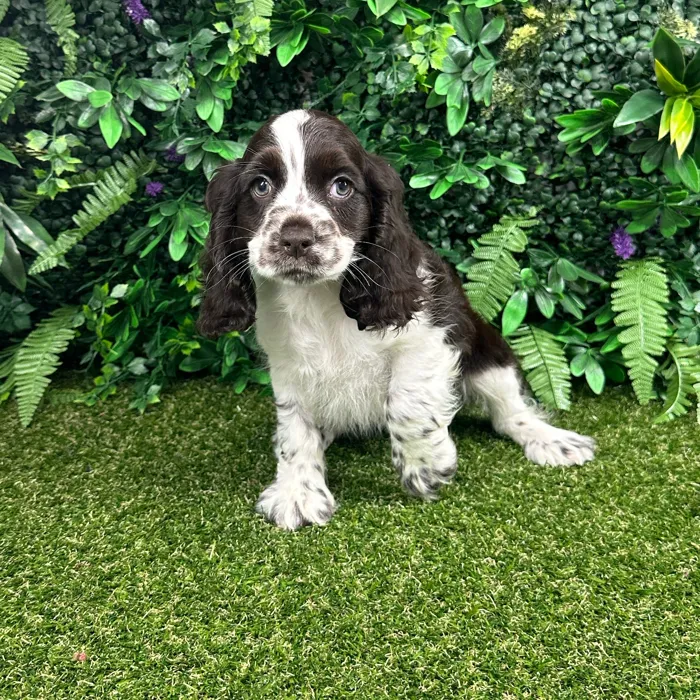 Male Cocker Spaniel puppy named Tommy for sale at Puppy Dreams - Parks Mall.