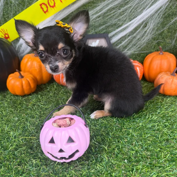 Female Chihuahua puppy named Samara for sale at Puppy Dreams - Mansfield.