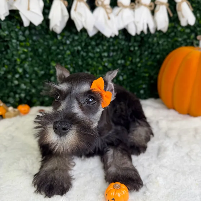 Female Mini Schnauzer puppy named Dior for sale at Puppy Dreams - Garland.