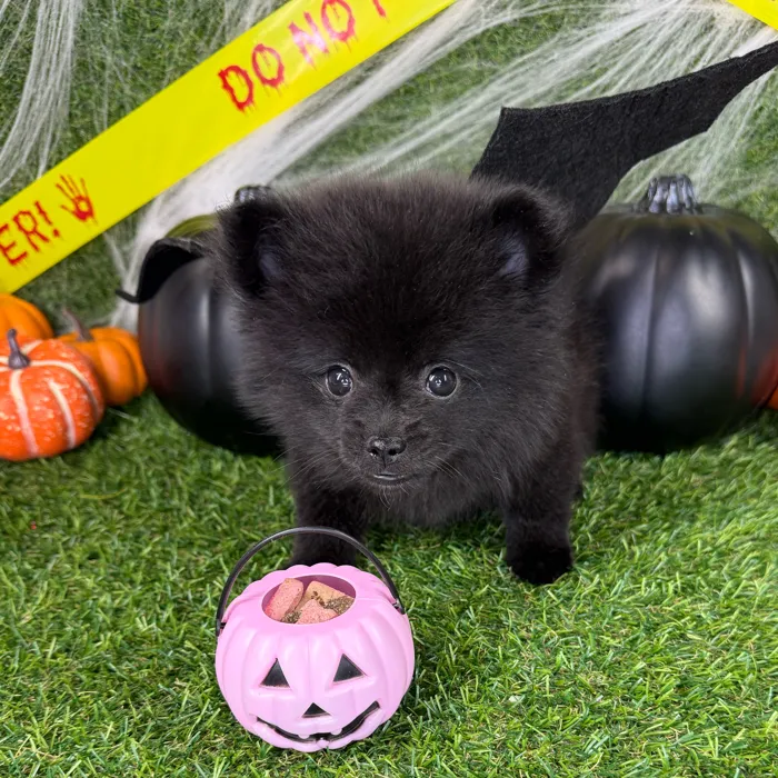 Male Pomchi puppy named Oscar for sale at Puppy Dreams - Arlington.
