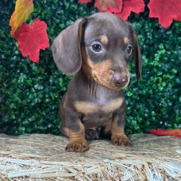 Male Dachshund puppy named Doritos for sale at Puppy Dreams - Mansfield.