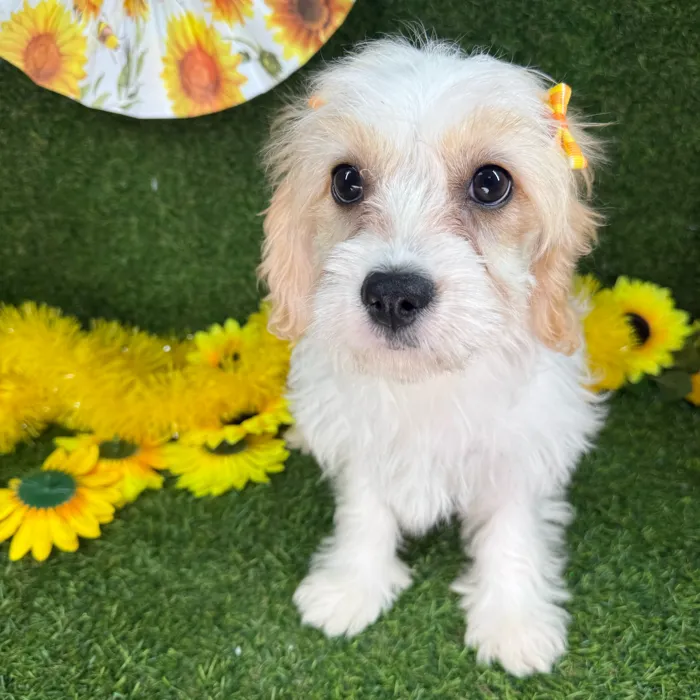 Female Cavachon puppy named Boba for sale at Puppy Dreams - Arlington.