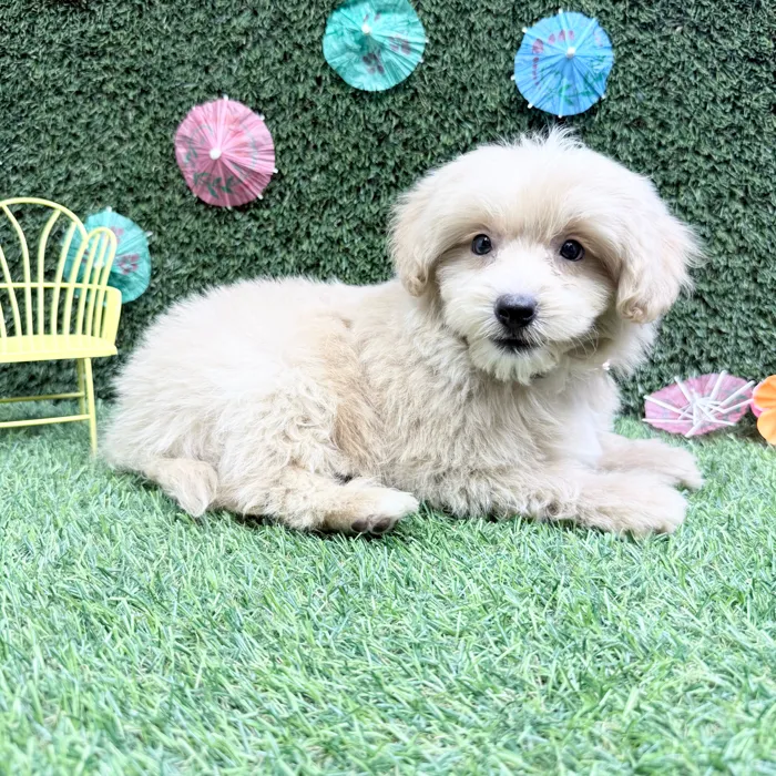 Male Pom-A-Poo puppy named Toni for sale at Puppy Dreams - Carrollton.