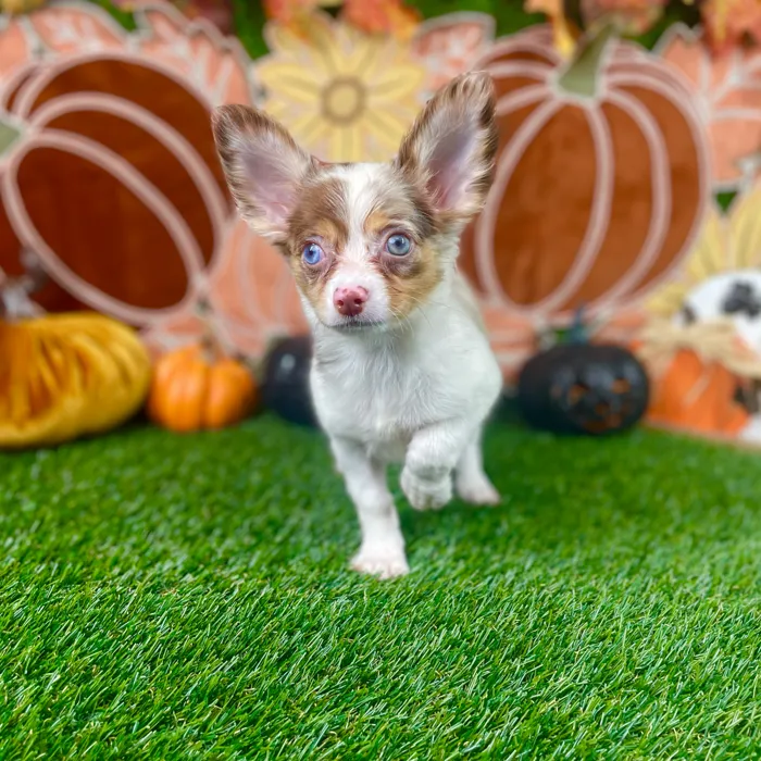 Female Chihuahua puppy named Sadie for sale at Puppy Dreams - Carrollton.