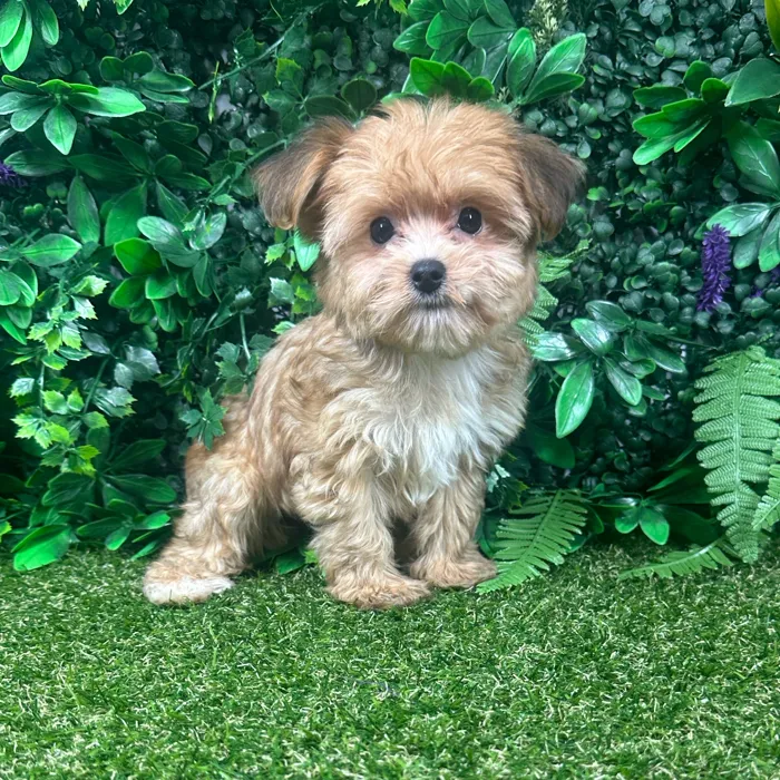 Female Yochon puppy named Willow for sale at Puppy Dreams - Parks Mall.
