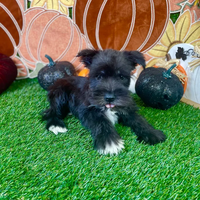 Male Mini Schnauzer puppy named Onyx for sale at Puppy Dreams - Carrollton.
