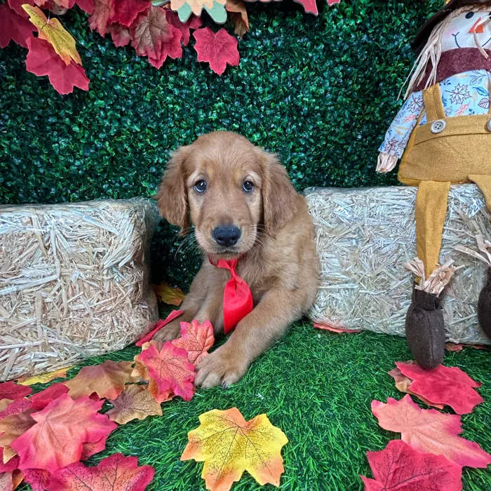 Male Golden Retriever puppy named Bachata for sale at Puppy Dreams - Mansfield.