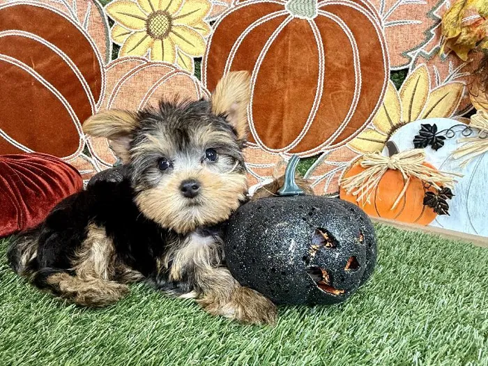 Male Yorkie puppy named Biscoff for sale at Puppy Dreams - Carrollton.