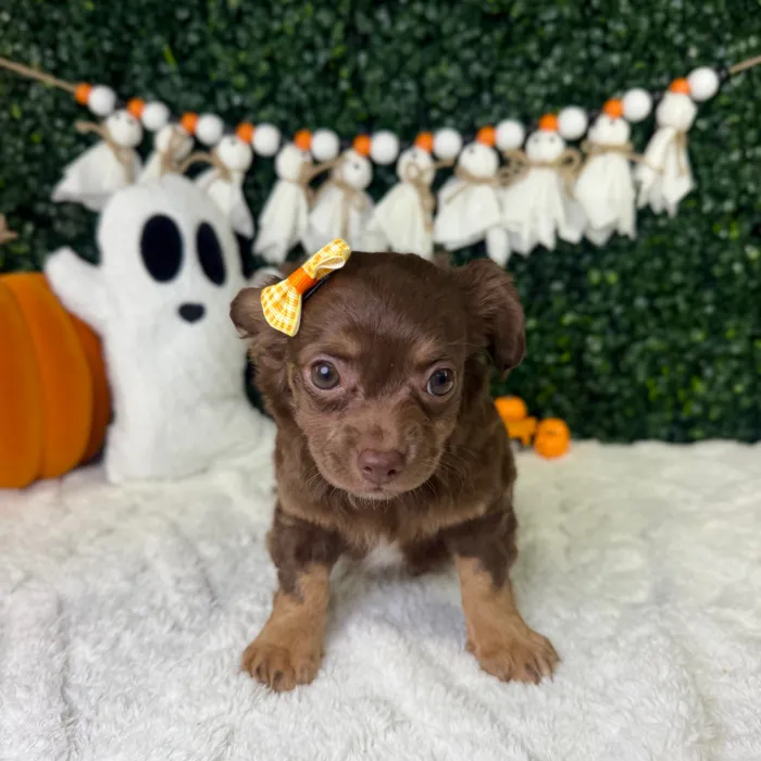 Female Chihuahua puppy named Sofi for sale at Puppy Dreams - Garland.