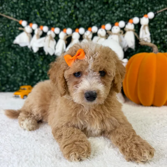 Female Bichon-Poodle puppy named Nomi for sale at Puppy Dreams - Garland.