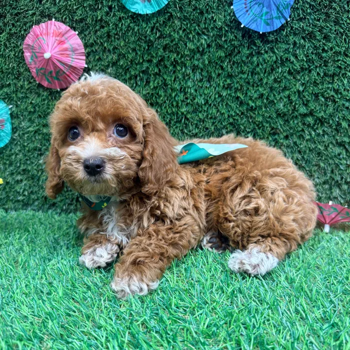 Female Mini Poodle puppy named Chanel for sale at Puppy Dreams - Carrollton.