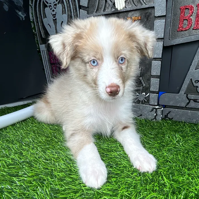 Male Mini Aussie puppy named *Art* for sale at Puppy Dreams - Mansfield.