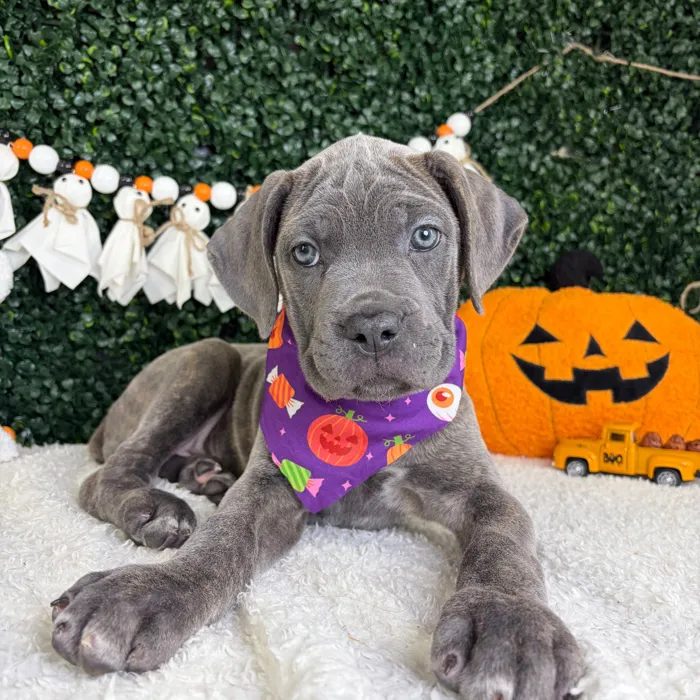 Female Cane Corso puppy named Twilight for sale at Puppy Dreams - Garland.