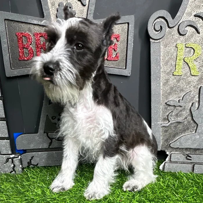 Female Mini Schnauzer puppy named Jennifer for sale at Puppy Dreams - Mansfield.