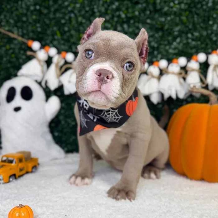 Female American Bully puppy named Prada for sale at Puppy Dreams - Garland.