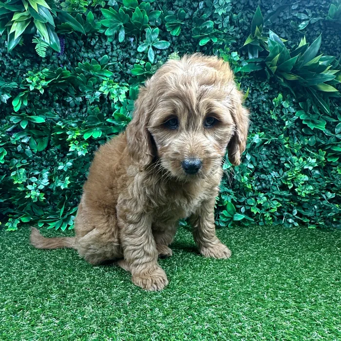 Female Mini Goldendoodle puppy named Cinnamon for sale at Puppy Dreams - Parks Mall.