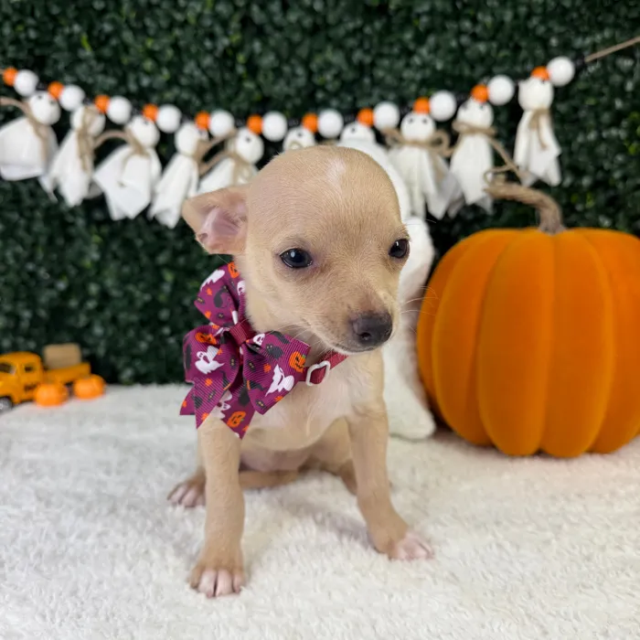 Female Chihuahua puppy named Tulip for sale at Puppy Dreams - Garland.
