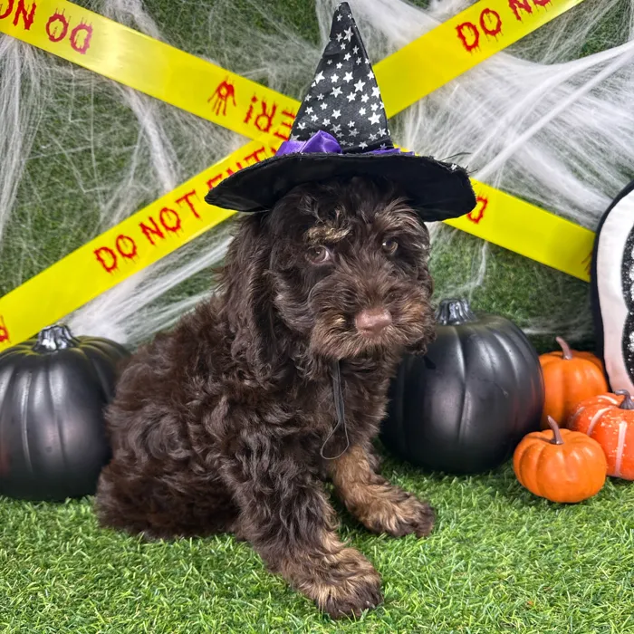 Male Cockapoo puppy named Turkey for sale at Puppy Dreams - Arlington.