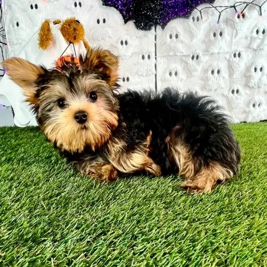 Male Yorkie puppy named Biscoff for sale at Puppy Dreams - Carrollton.