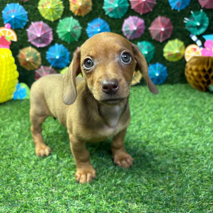 Female Dachshund puppy named Ember for sale at Puppy Dreams - Carrollton.