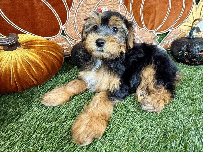 Female Yorkie-Poo puppy named Cookie for sale at Puppy Dreams - Carrollton.