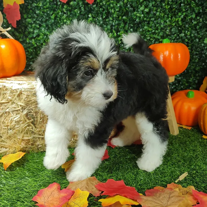 Female Bernedoodle puppy named *Lays* for sale at Puppy Dreams - Mansfield.