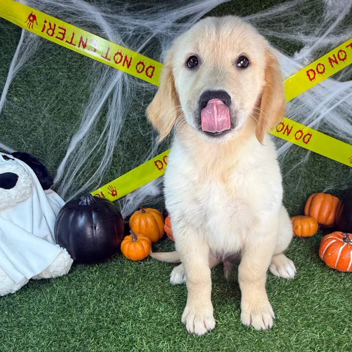 Male Golden Retriever puppy named Sunny for sale at Puppy Dreams - Arlington.