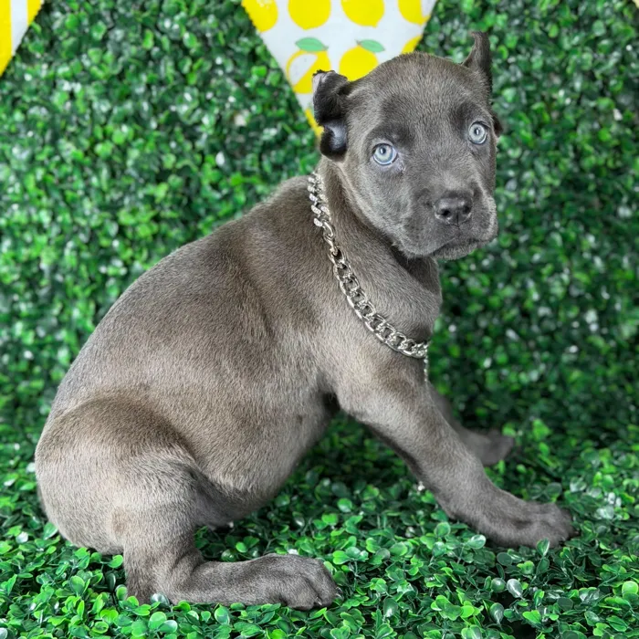 Female Cane Corso puppy named Lara for sale at Puppy Dreams - Arlington.