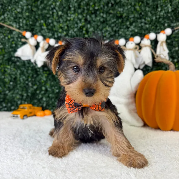 Male Yorkie puppy named Binky for sale at Puppy Dreams - Garland.