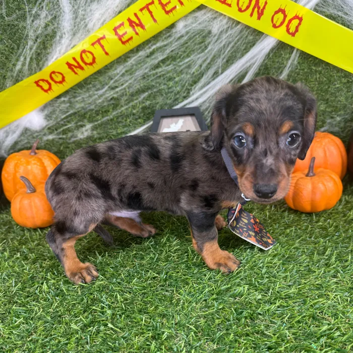 Male Dachshund puppy named Gizmo for sale at Puppy Dreams - Arlington.