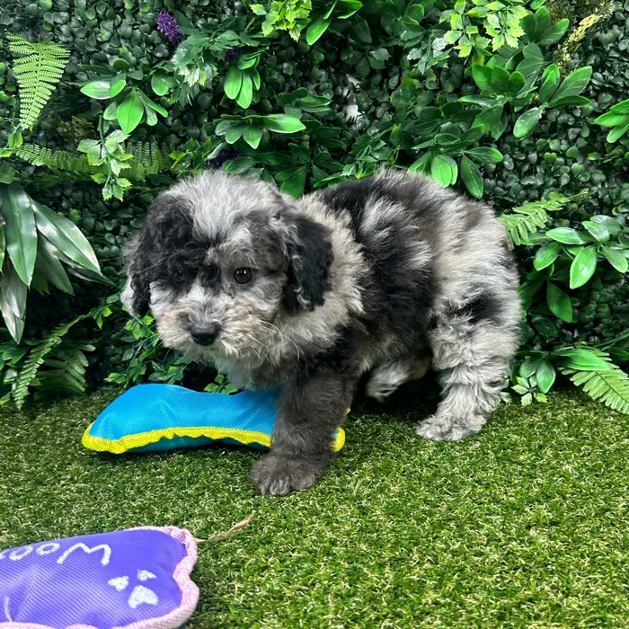Female Mini Poodle puppy named Sugar for sale at Puppy Dreams - Parks Mall.