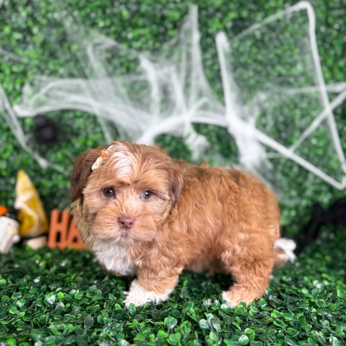 Female Shipoo puppy named Bella for sale at Puppy Dreams - North Richland Hills.