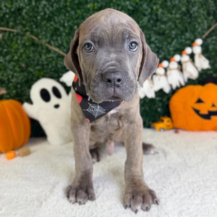 Male Cane Corso puppy named Dante for sale at Puppy Dreams - Garland.