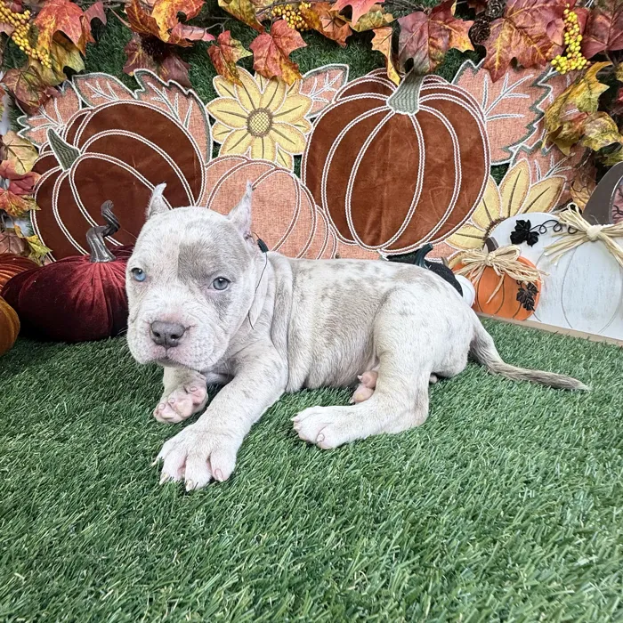 Female American Bully puppy named Vixen for sale at Puppy Dreams - Carrollton.