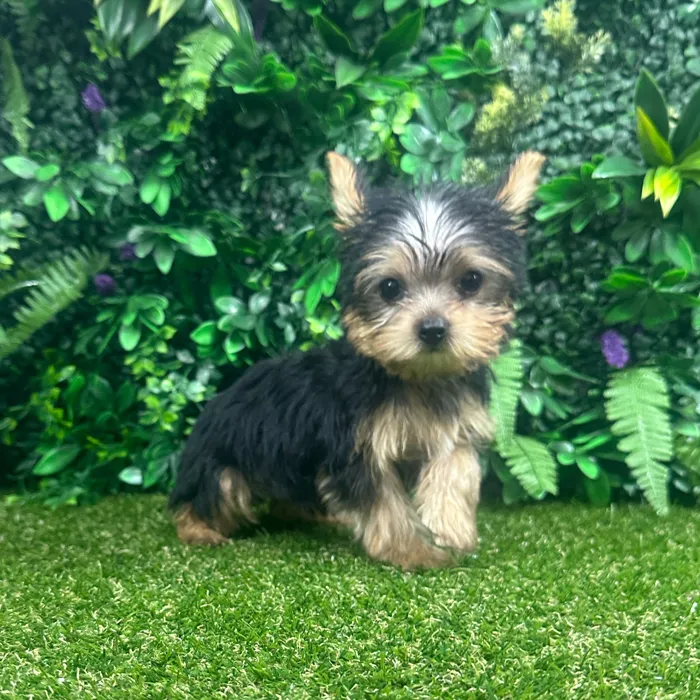 Male Yorkie puppy named Odin for sale at Puppy Dreams - Parks Mall.
