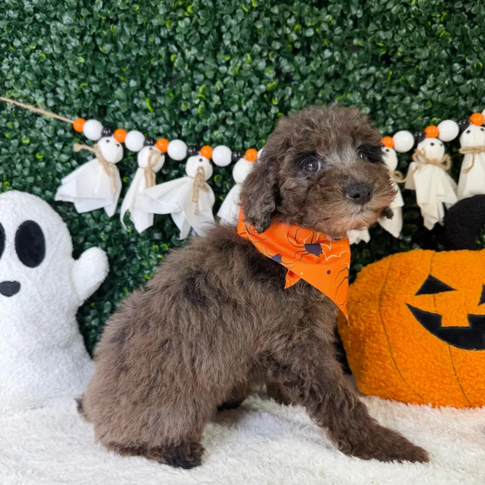 Male Poodle Toy puppy named Pookie for sale at Puppy Dreams - Garland.