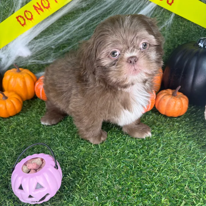 Male Shih Tzu puppy named Theador for sale at Puppy Dreams - Parks Mall.