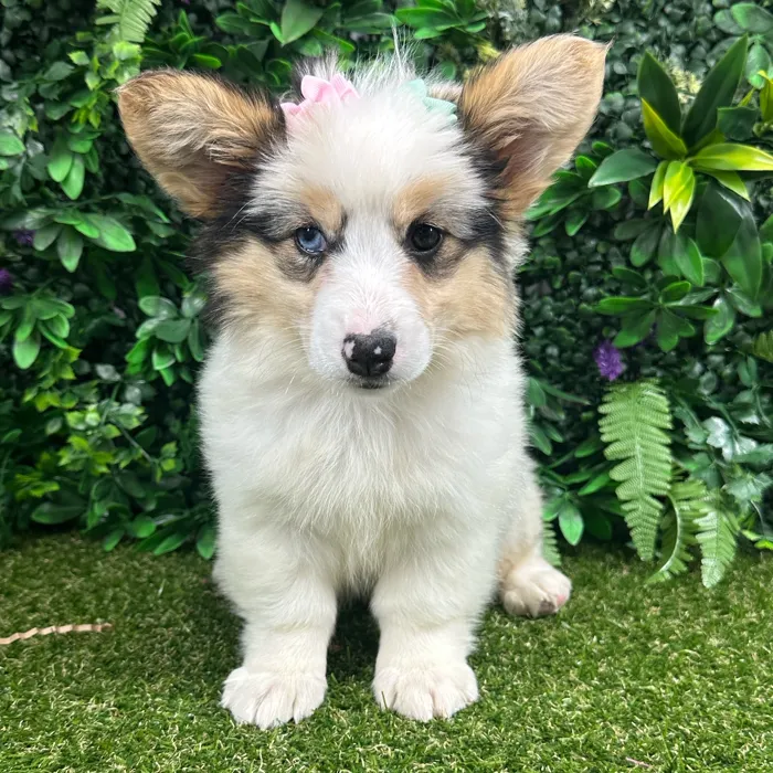 Female Pembroke Welsh Corgi puppy named Shiva for sale at Puppy Dreams - Parks Mall.