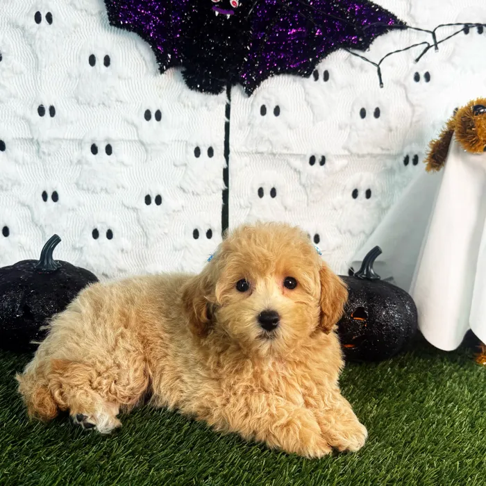 Female Bichon-Poodle puppy named Chanel for sale at Puppy Dreams - Carrollton.