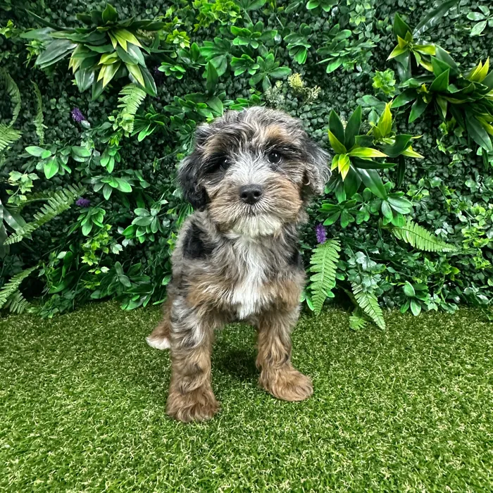 Male Yorkie-Poo puppy named Darcy for sale at Puppy Dreams - Parks Mall.