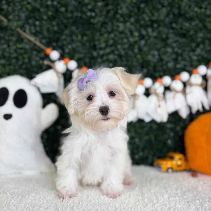 Female Maltese puppy named Candy for sale at Puppy Dreams - Garland.