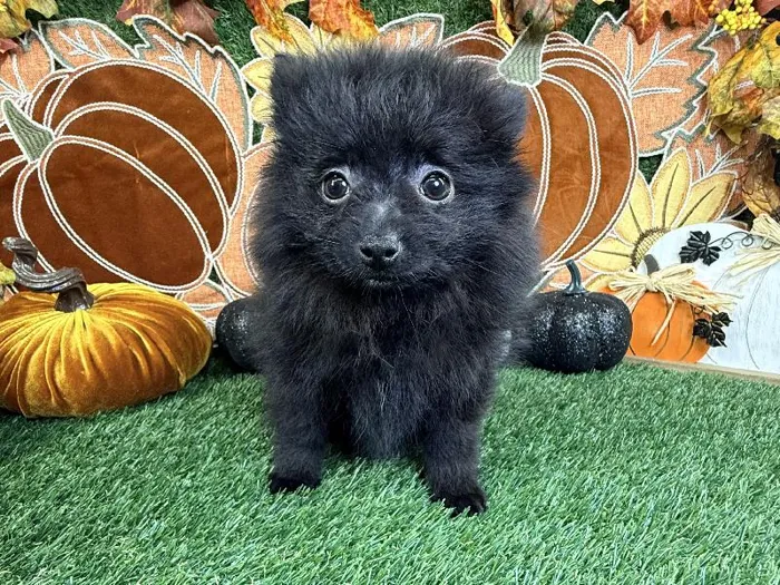 Male Pomeranian puppy named Cosmo for sale at Puppy Dreams - Carrollton.