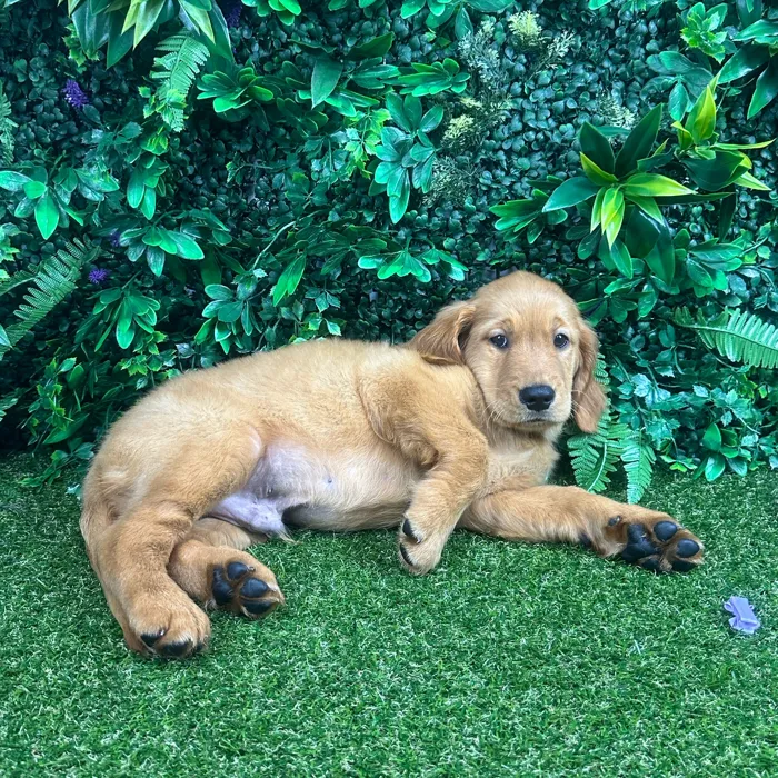 Male Golden Retriever puppy named Clifford for sale at Puppy Dreams - Parks Mall.