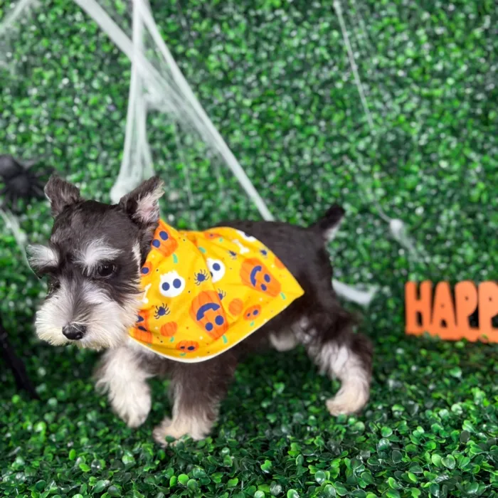 Male Mini Schnauzer puppy named Max for sale at Puppy Dreams - North Richland Hills.
