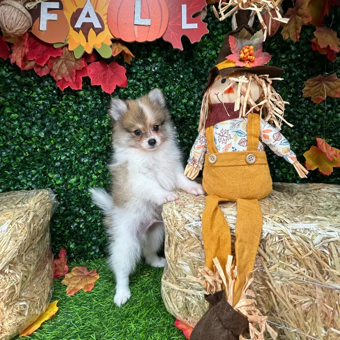 Male Pomeranian puppy named Twist for sale at Puppy Dreams - Mansfield.