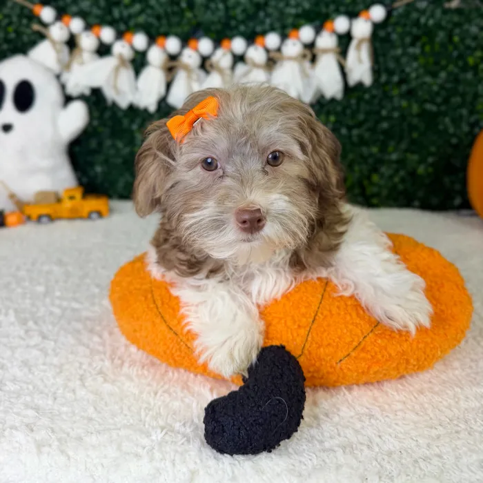 Female Havanese puppy named Lola for sale at Puppy Dreams - Garland.