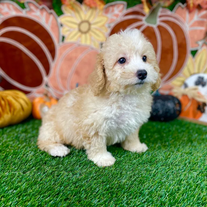 Female Bichon-Poodle puppy named Lola for sale at Puppy Dreams - Carrollton.