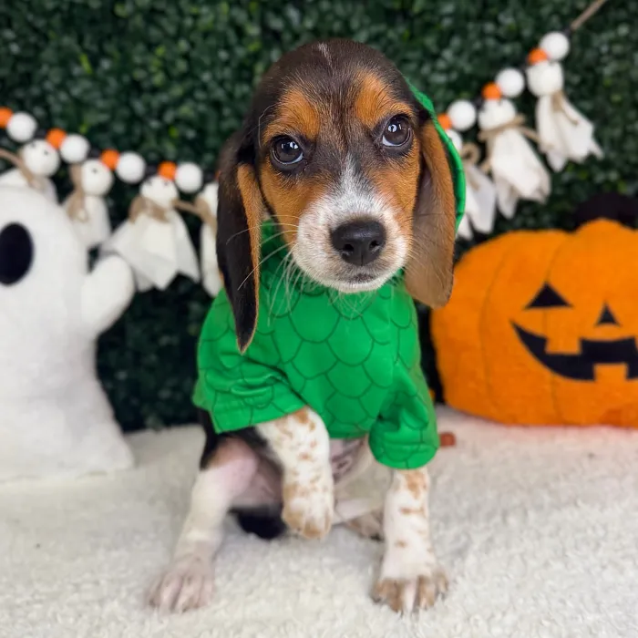 Male Beagle puppy named Jack for sale at Puppy Dreams - Garland.