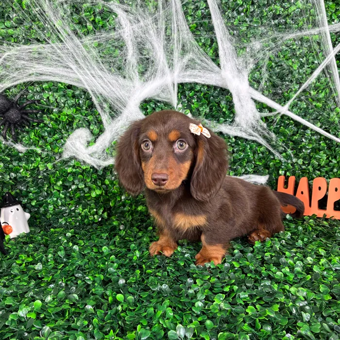 Female Dachshund puppy named Connie for sale at Puppy Dreams - North Richland Hills.